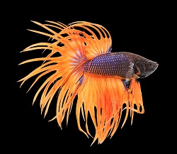 Crowntail