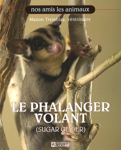 Le Phalanger Volant (sugar glider) de Dre. Manon Tremblay, Becs et Museaux Val-d'Or
