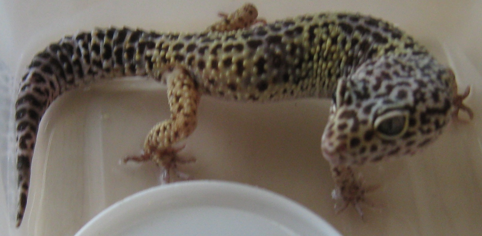 Reptiles Gecko Léopard chez Becs & Museaux
