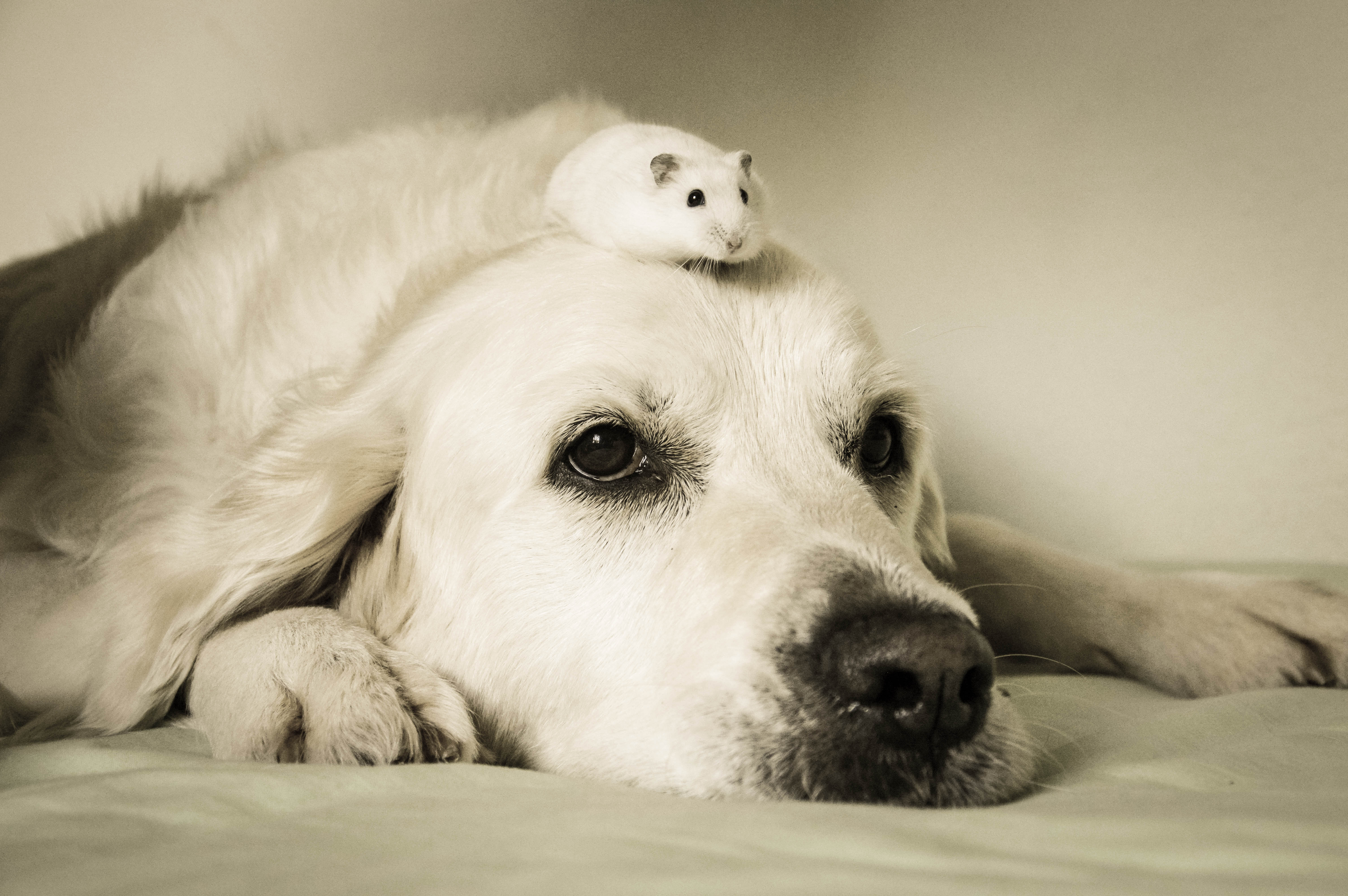 Hamster et chien Becs et Museaux Val-d'Or